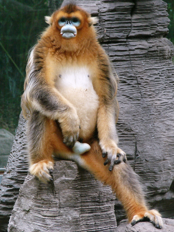 Golden snub-nosed monkey / Rhinopithecus roxellana (male)