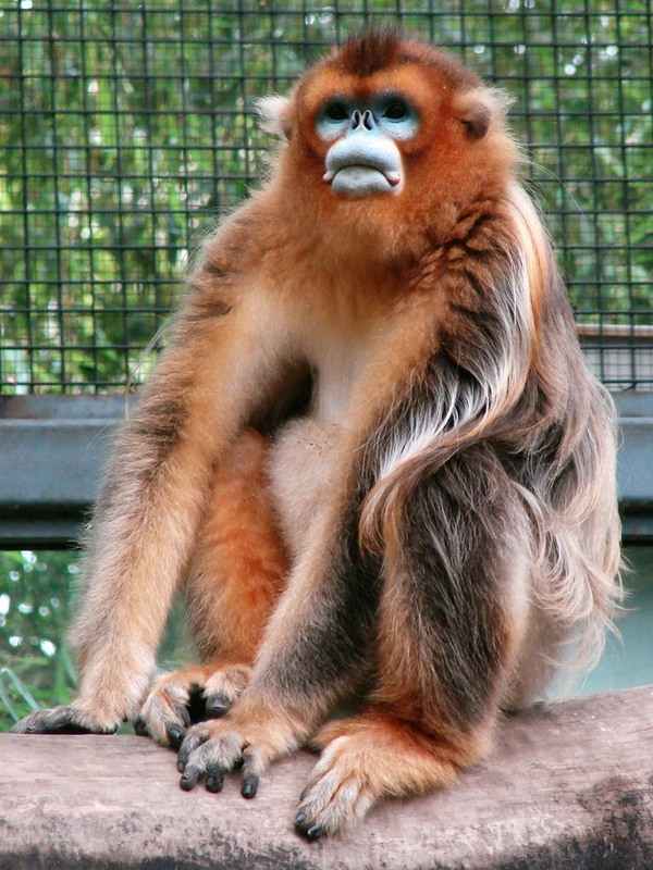 Golden snub-nosed monkey / Rhinopithecus roxellana (male)