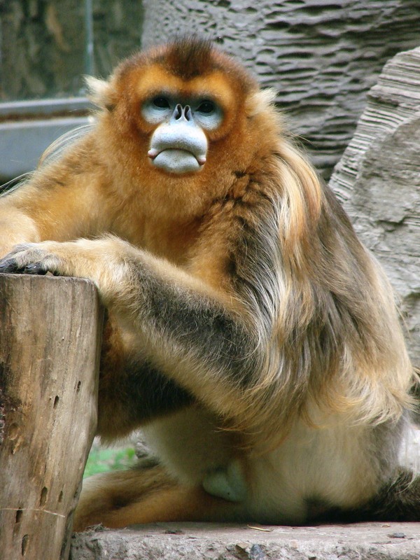 Golden snub-nosed monkey / Rhinopithecus roxellana (male)