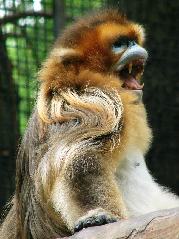 Golden snub-nosed monkey / Rhinopithecus roxellana (male)