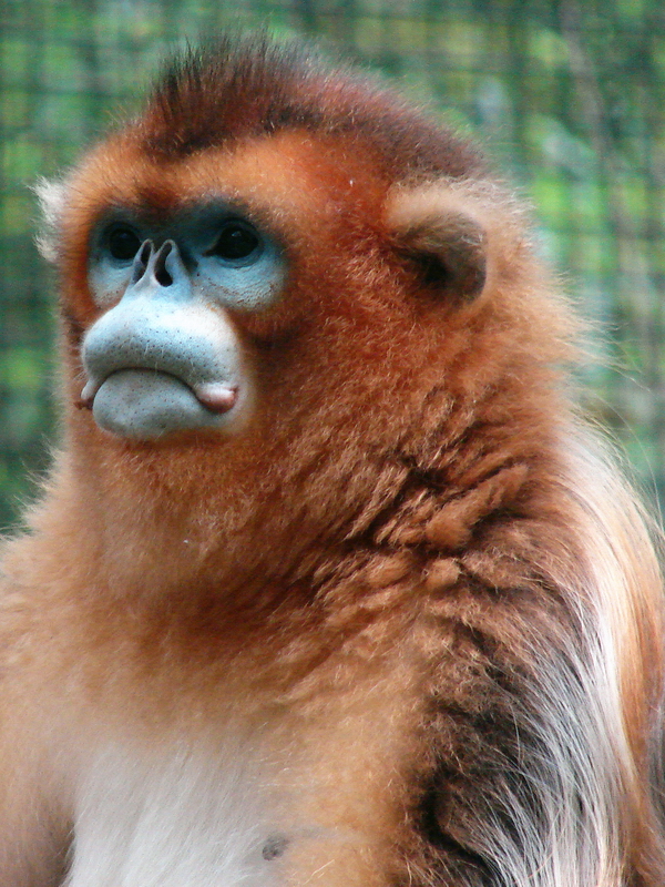 Golden snub-nosed monkey / Rhinopithecus roxellana (male)