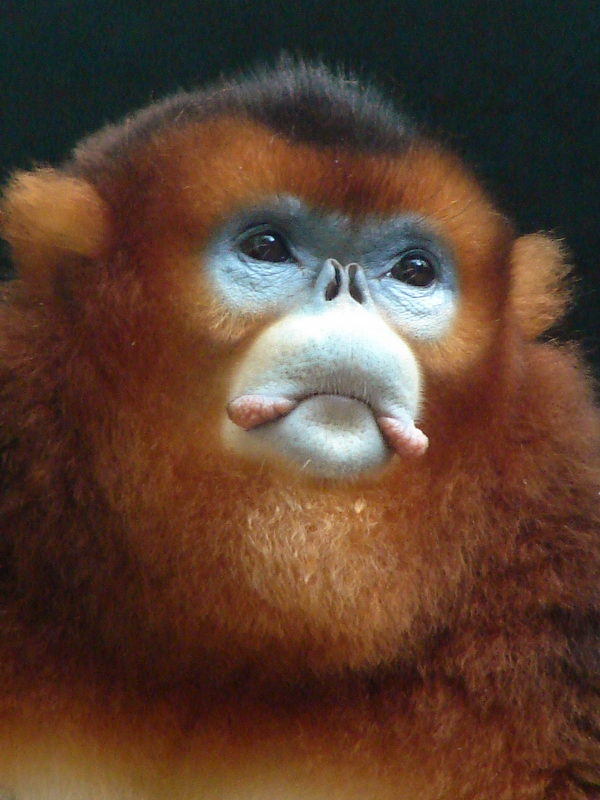 Golden snub-nosed monkey / Rhinopithecus roxellana (male)