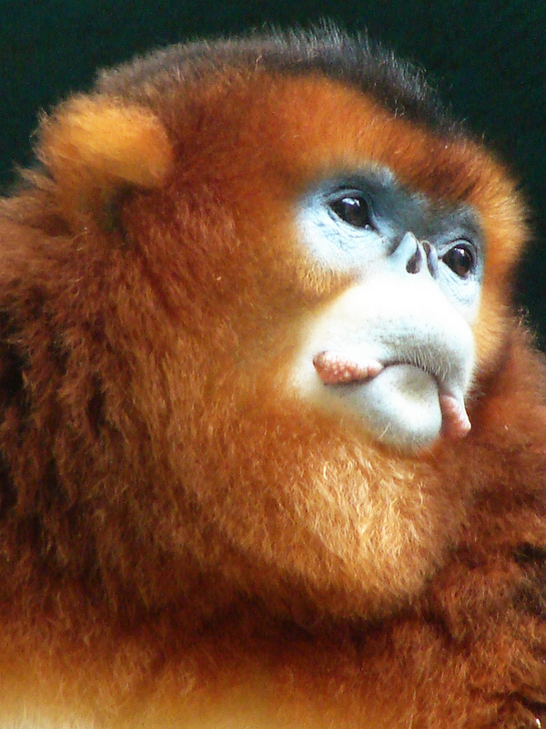 Golden snub-nosed monkey / Rhinopithecus roxellana (male)