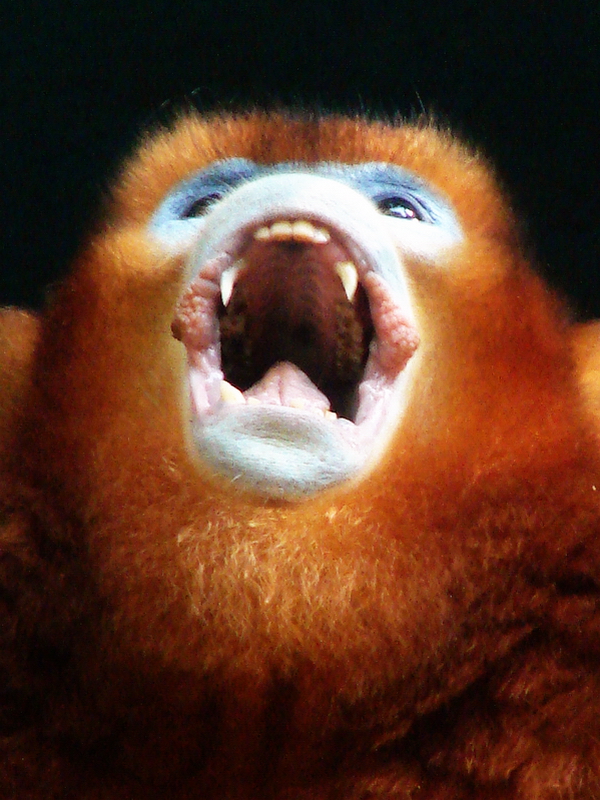 Golden snub-nosed monkey / Rhinopithecus roxellana (male)