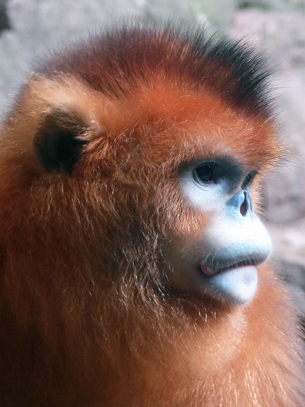 Golden snub-nosed monkey / Rhinopithecus roxellana (male)