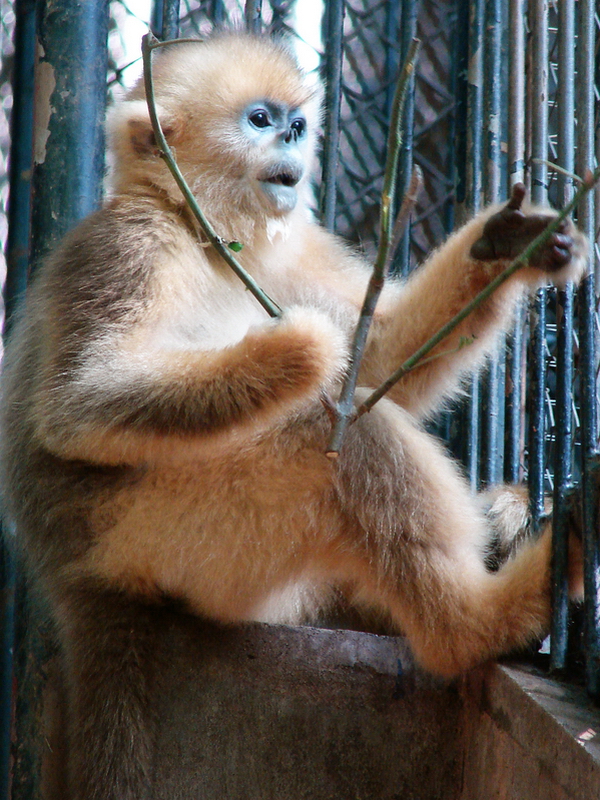 Golden snub-nosed monkey / Rhinopithecus roxellana (young)
