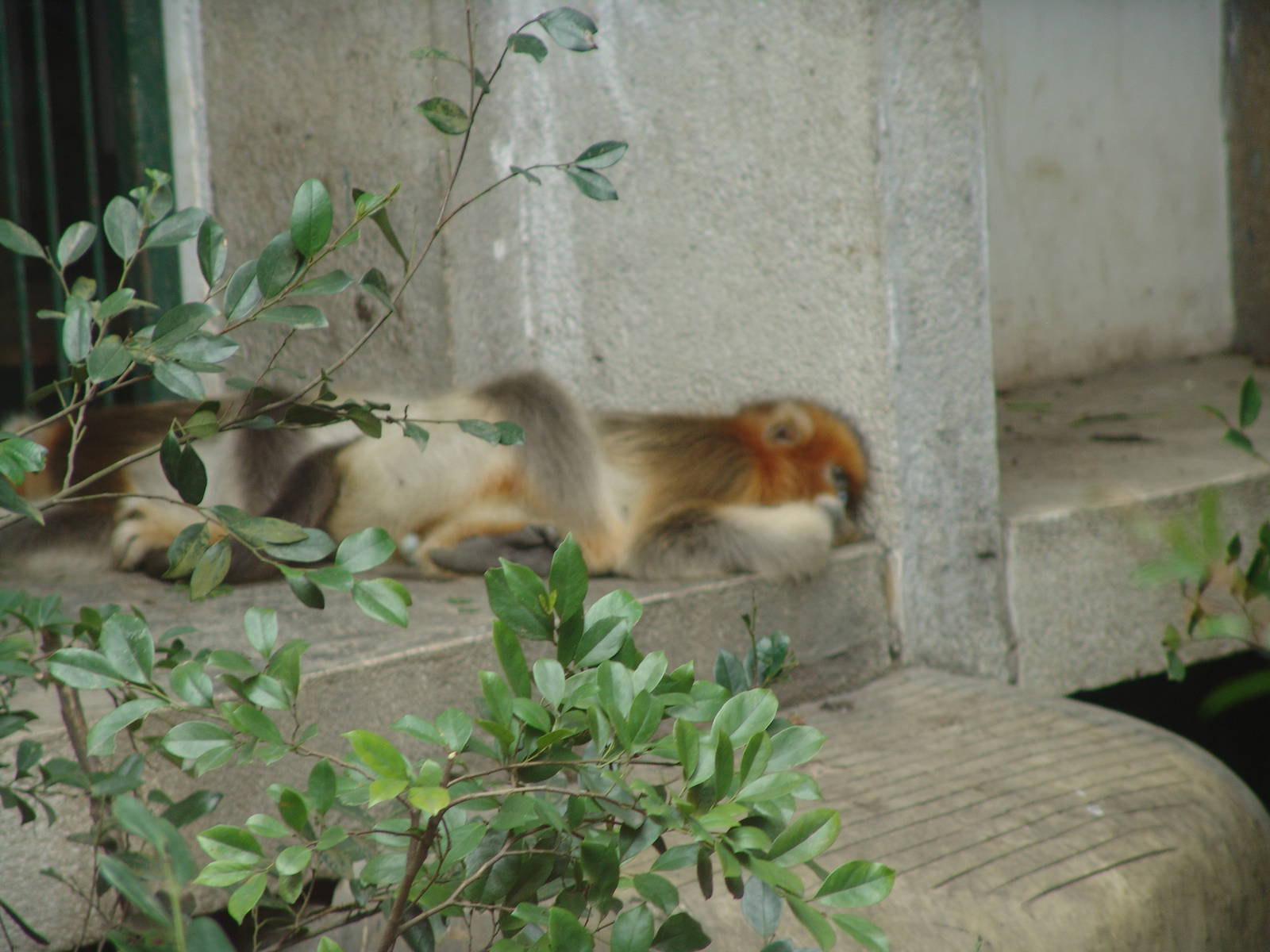 Golden Snub-Nosed Monkey (Rhinopithecus roxellana)