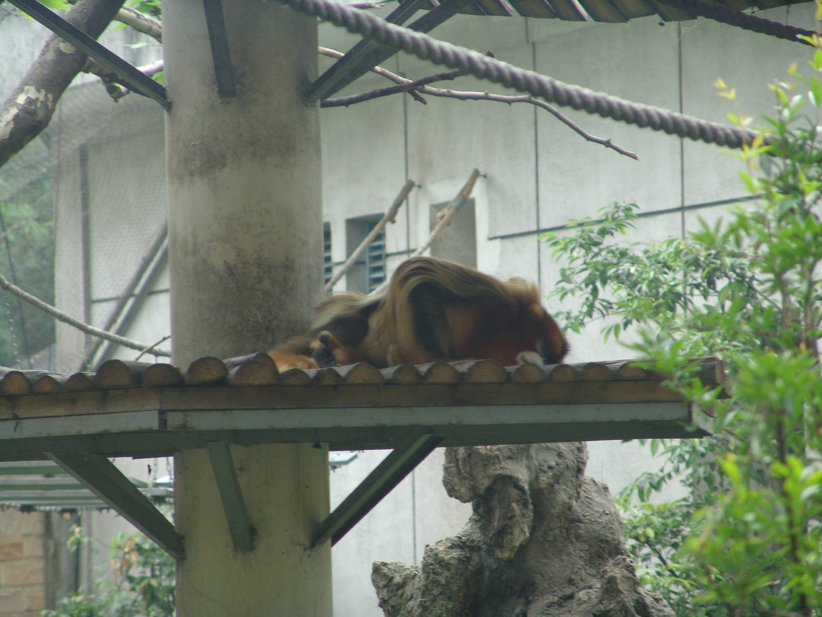Golden Snub-Nosed Monkey (Rhinopithecus roxellana)