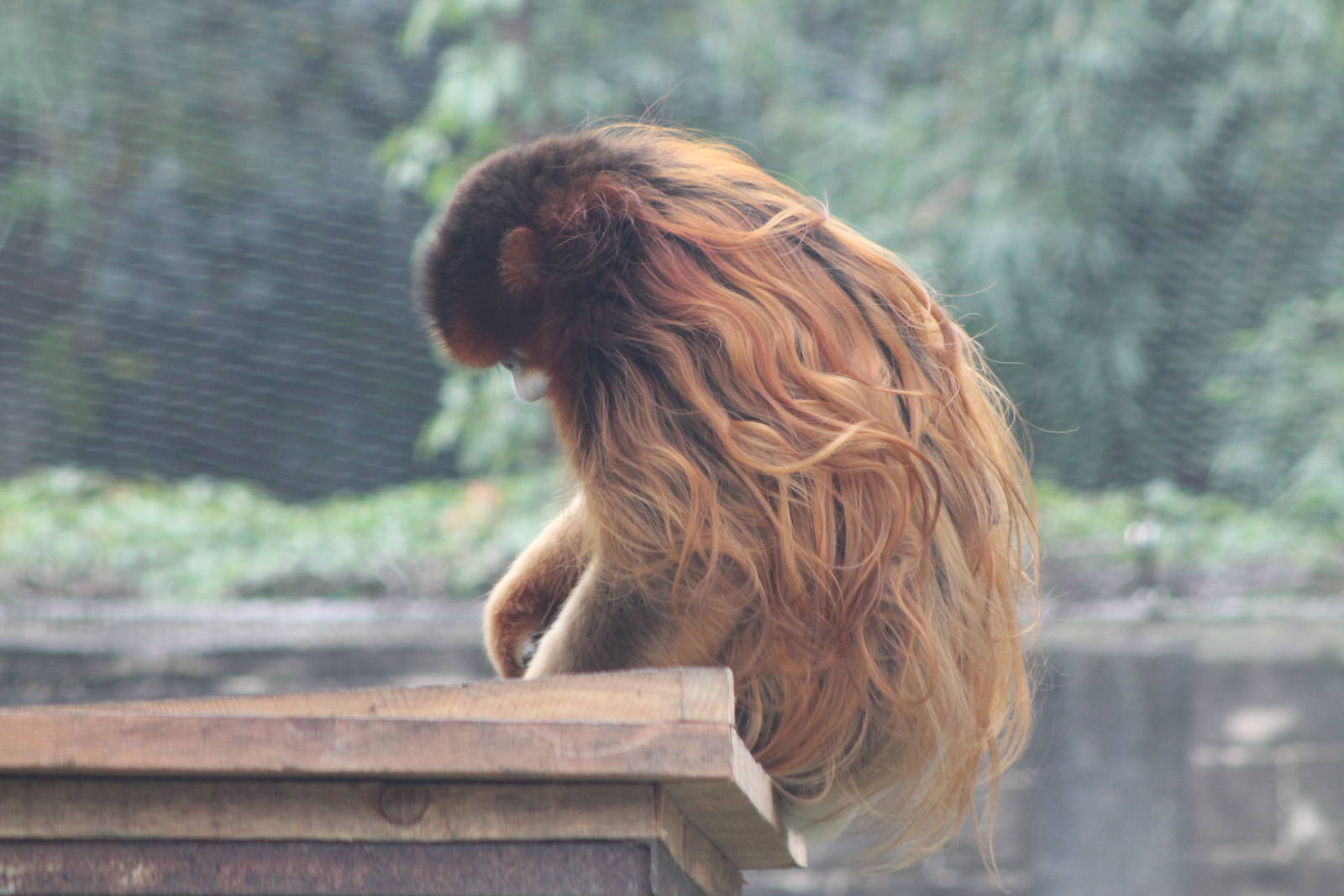 golden snub-nosed monkey (Rhinopithecus roxellana)