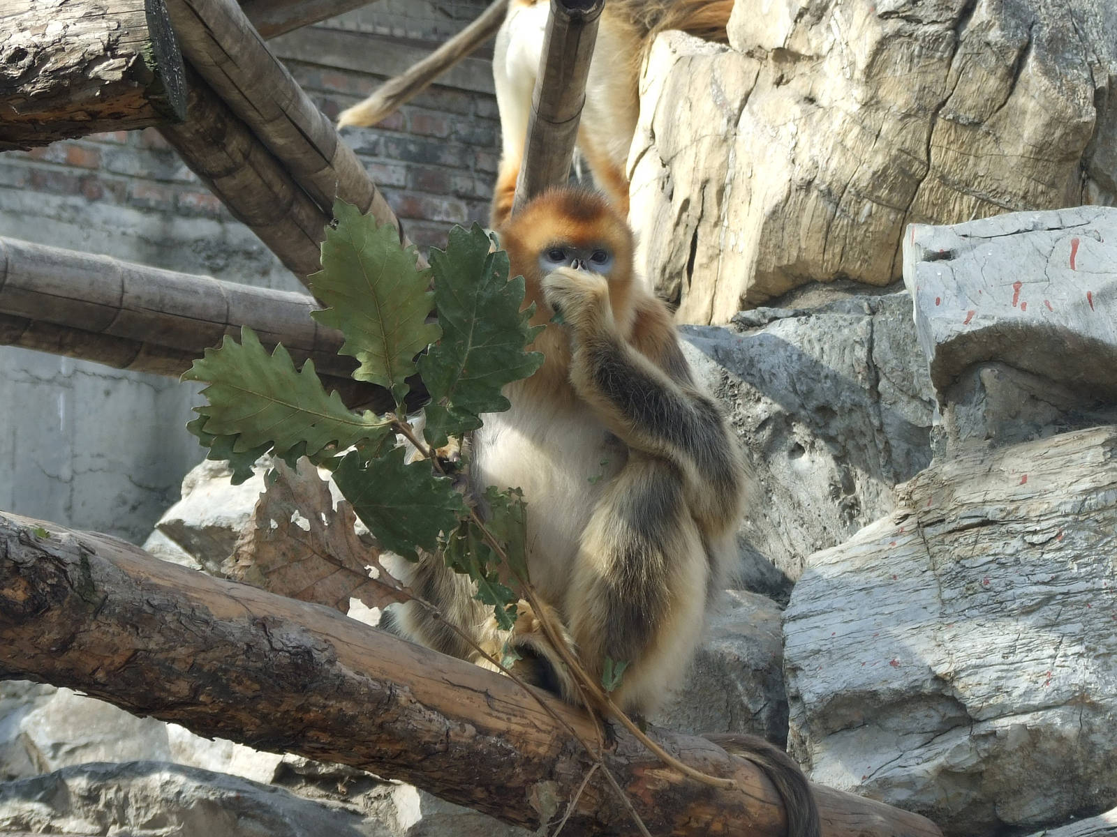 Golden snub-nosed monkey (Rhinopithecus roxellana)
