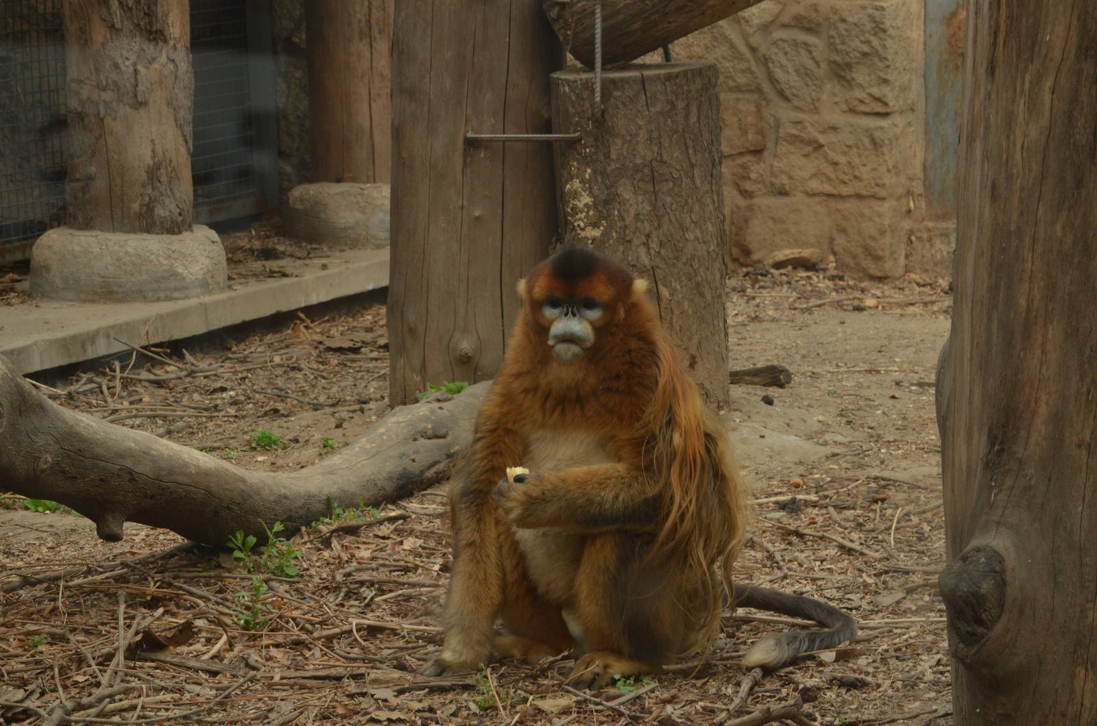 Golden Snub-nosed Monkey (Rhinopithecus roxellana)