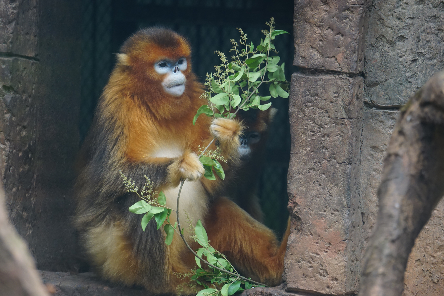 Golden snub-nosed monkey (Rhinopithecus roxellana)