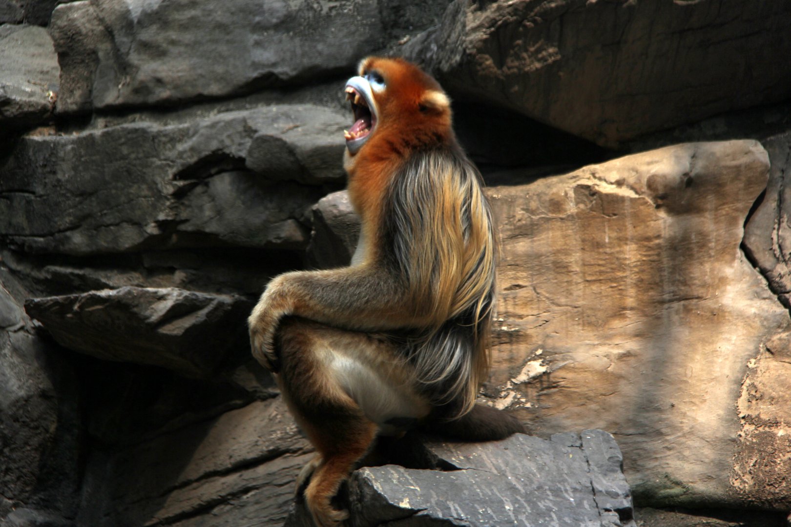 golden snub-nosed monkey (Rhinopithecus roxellana)