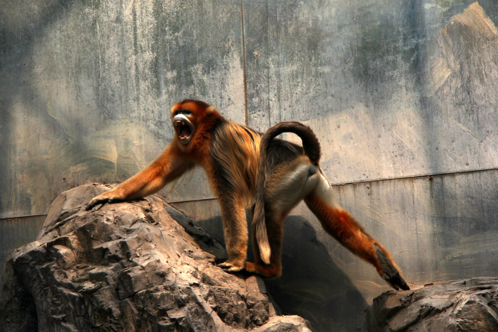 golden snub-nosed monkey (Rhinopithecus roxellana)