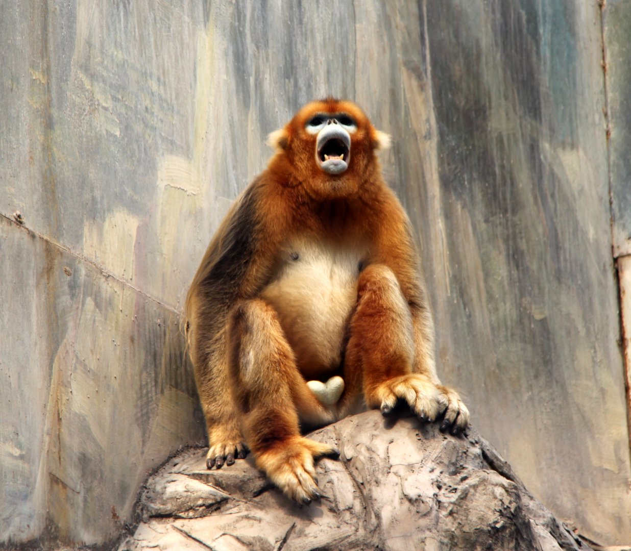 golden snub-nosed monkey (Rhinopithecus roxellana)