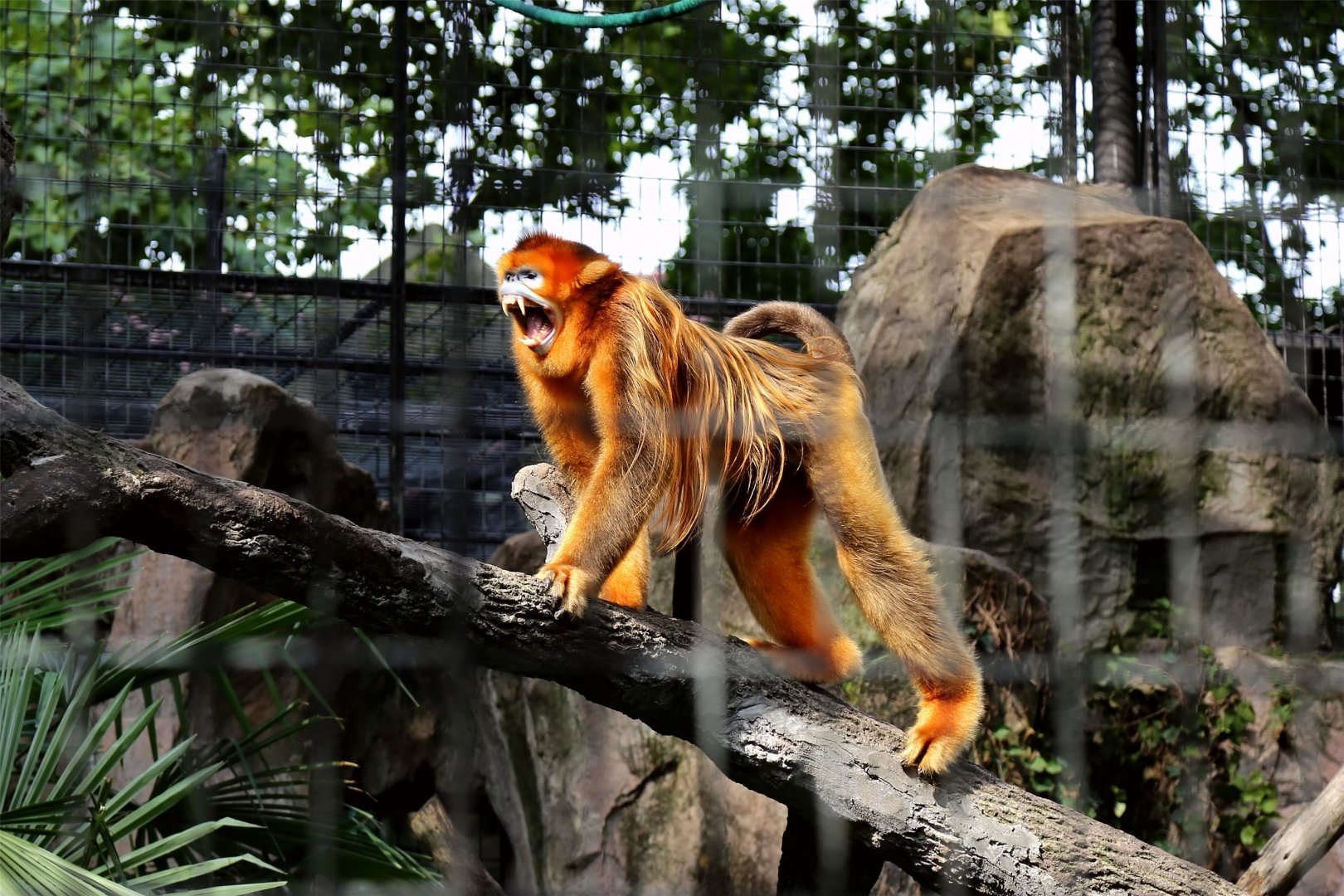 Golden Snub-nosed Monkey (Rhinopithecus roxellana)