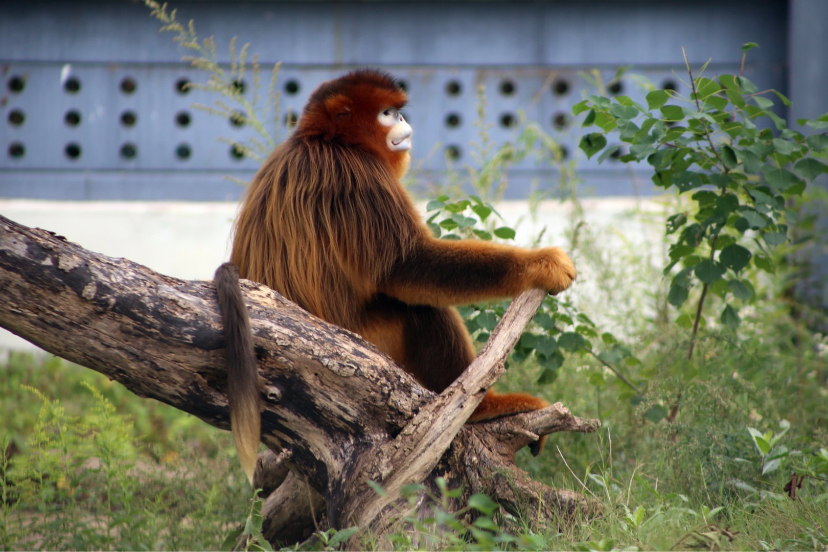 Golden Snub-nosed Monkey (Rhinopithecus roxellana)