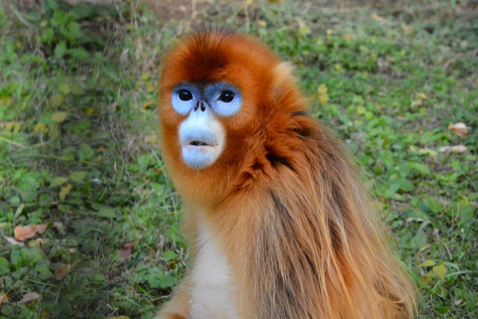 Golden snub-nosed monkey (Rhinopithecus roxellana)