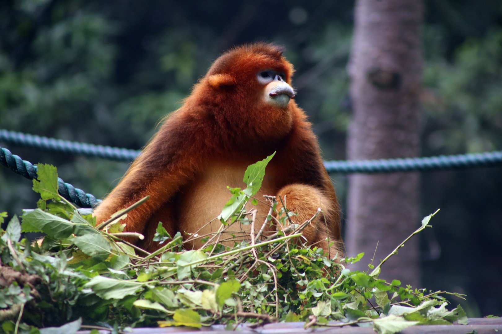 Golden Snub-nosed Monkey (Rhinopithecus roxellana)