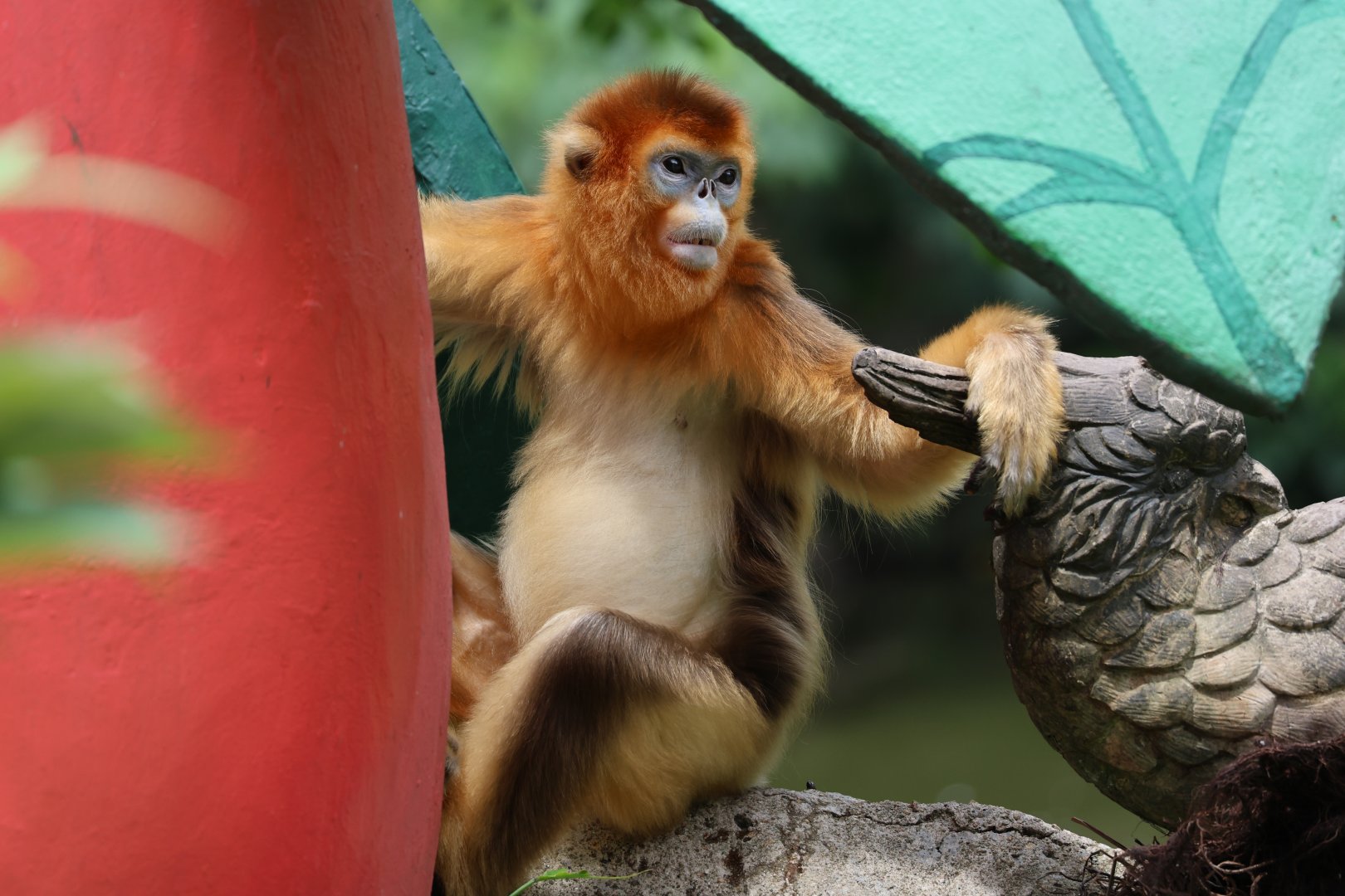 Golden snub-nosed monkey (Rhinopithecus roxellana)