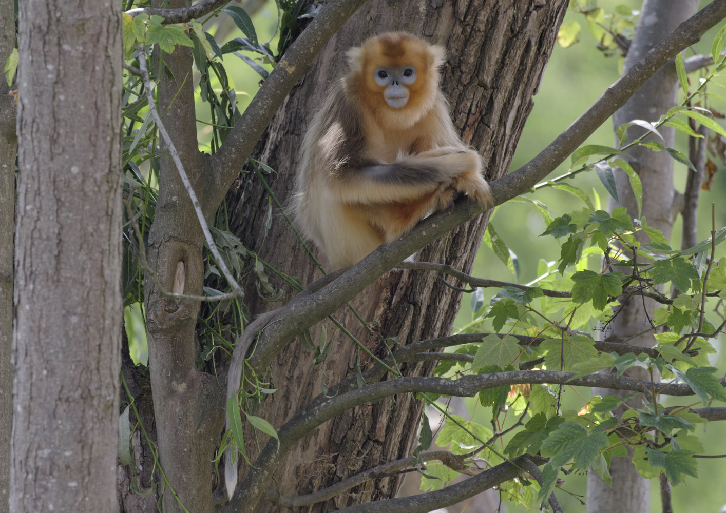 Golden snub-nosed monkey, subadult female
