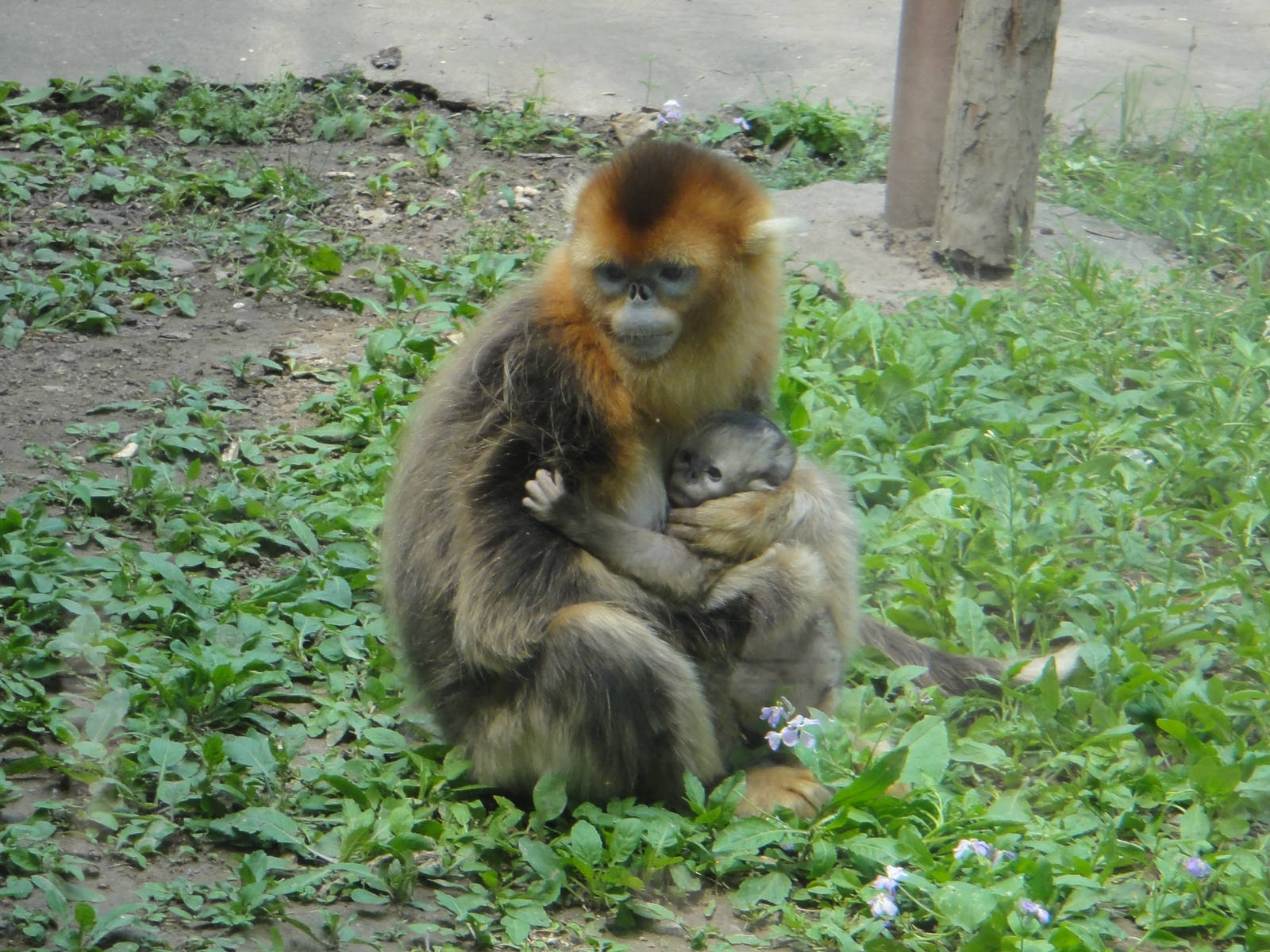 Golden snub-nosed monkey with baby
