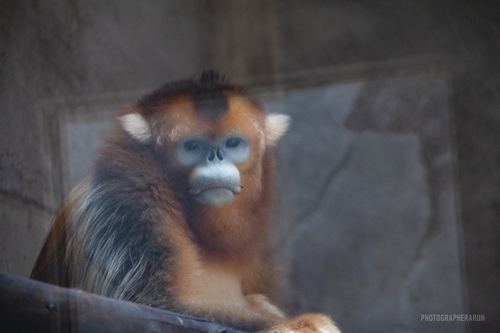 Golden Snub-nosed Monkey Yuanbao