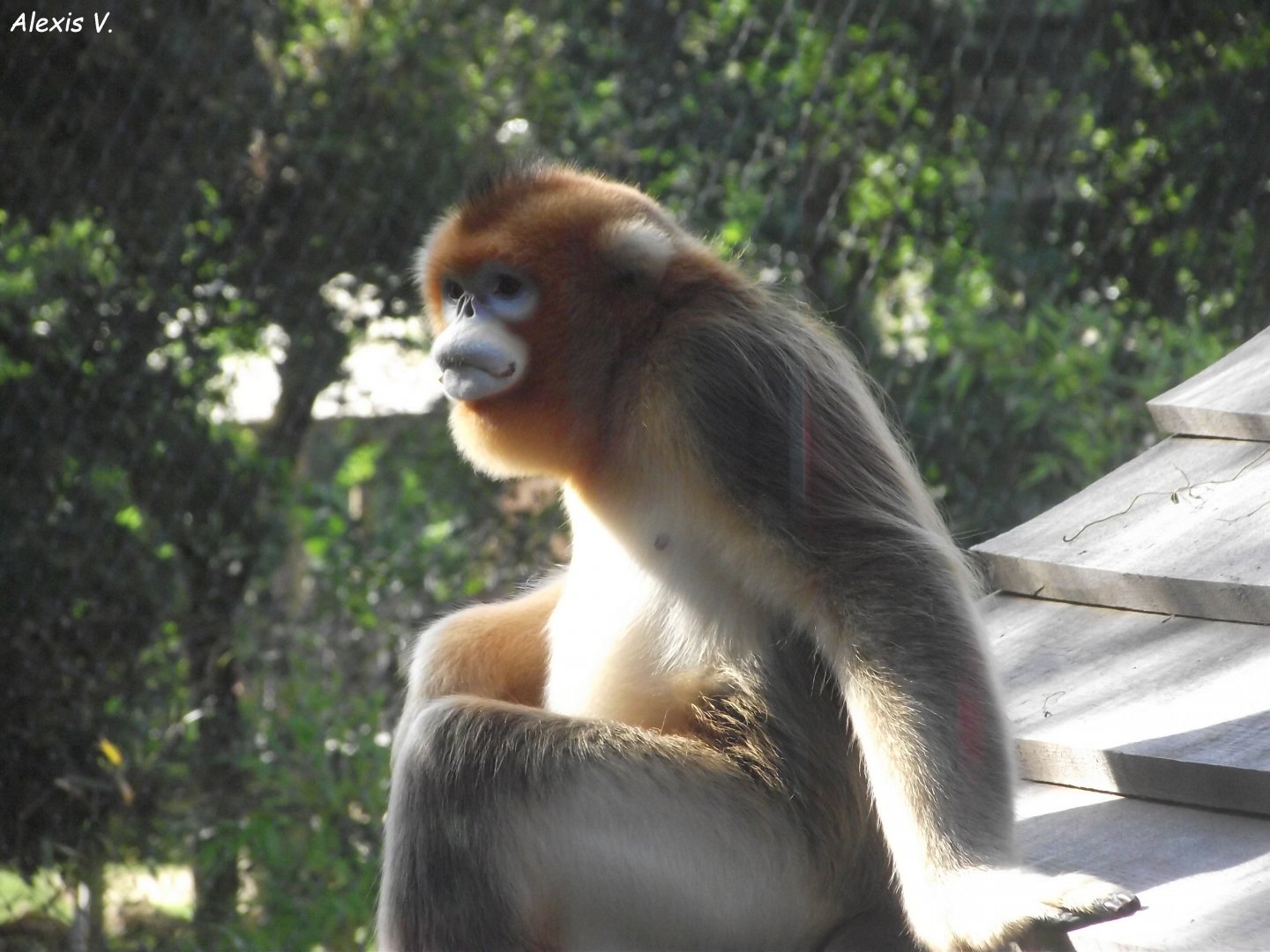 Golden Snub-nosed Monkey - Zooparc de Beauval, 09/08/2025