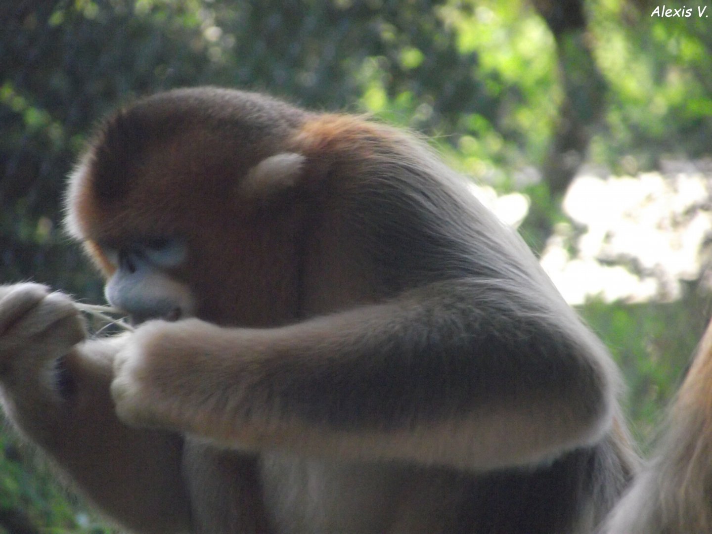 Golden Snub-nosed Monkey - Zooparc de Beauval, 09/08/2025