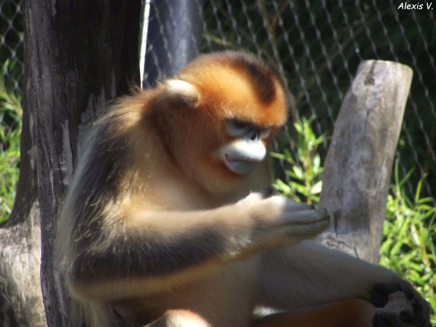 Golden Snub-nosed Monkey - Zooparc de Beauval, 28/06/2025