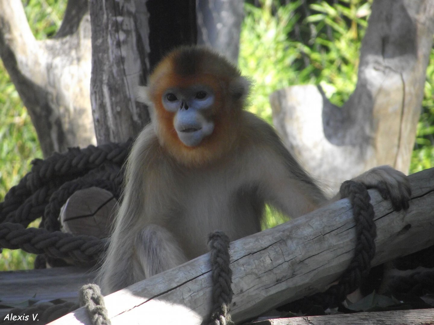 Golden Snub-nosed Monkey - Zooparc de Beauval, 28/06/2025