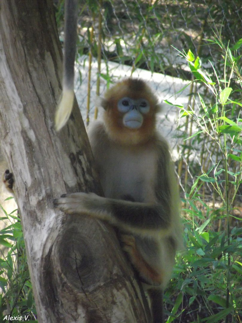 Golden Snub-nosed Monkey - Zooparc de Beauval, 28/06/2025