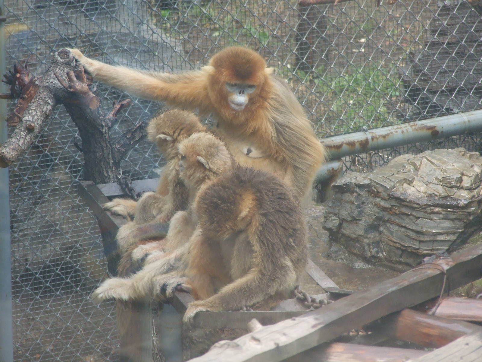 Golden snub-nosed monkey