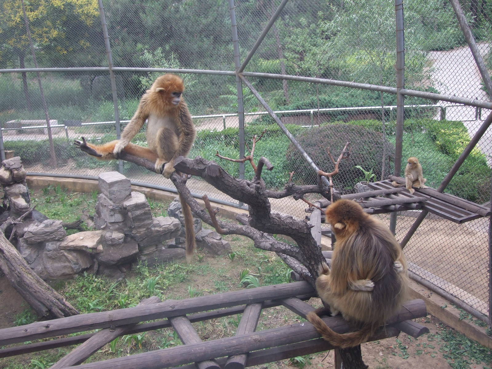 Golden snub-nosed monkey