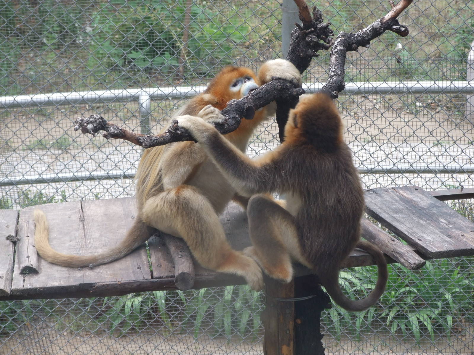 Golden snub-nosed monkey