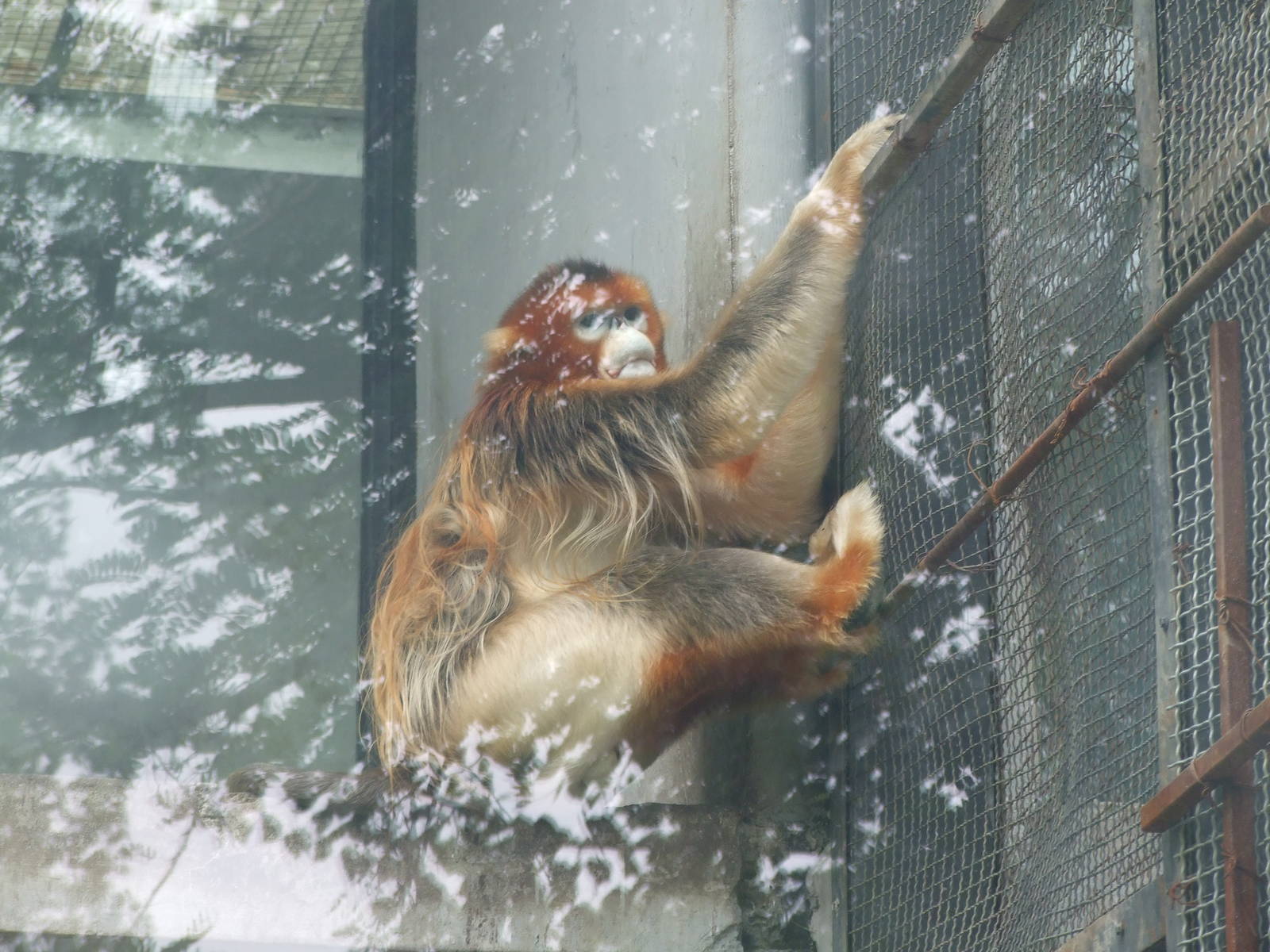 Golden snub-nosed monkey