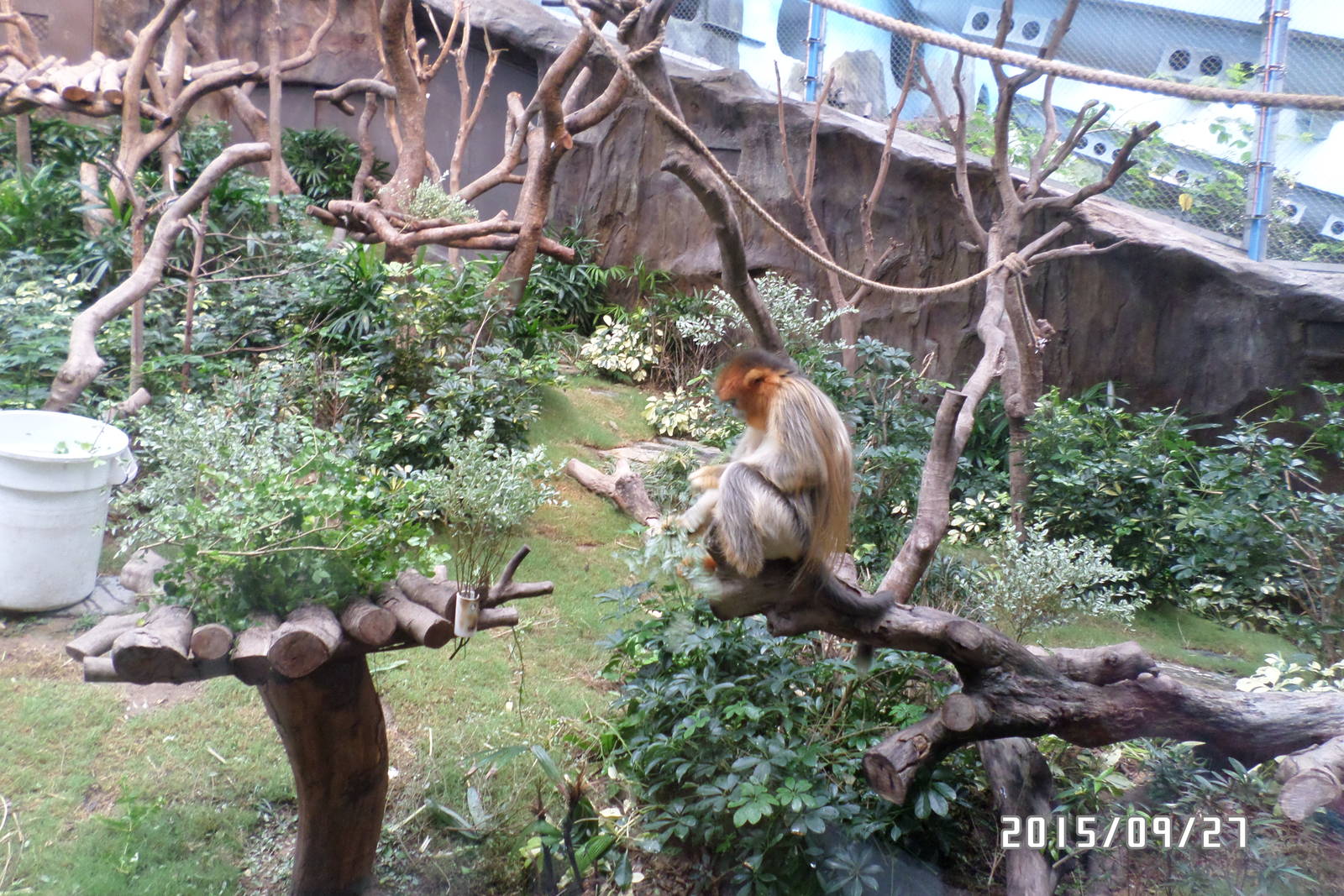 golden snub-nosed monkey