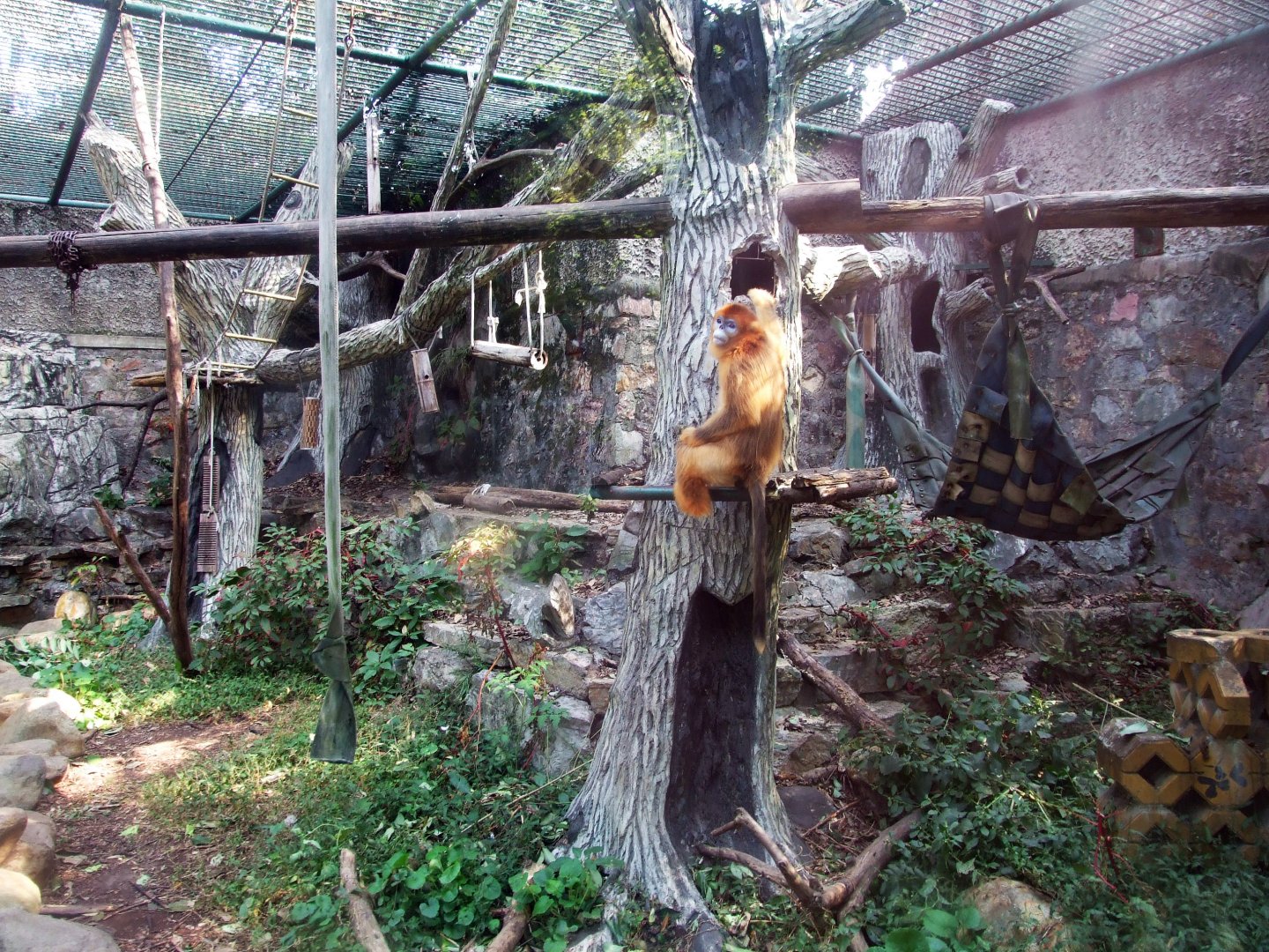 Golden snub-nosed monkey