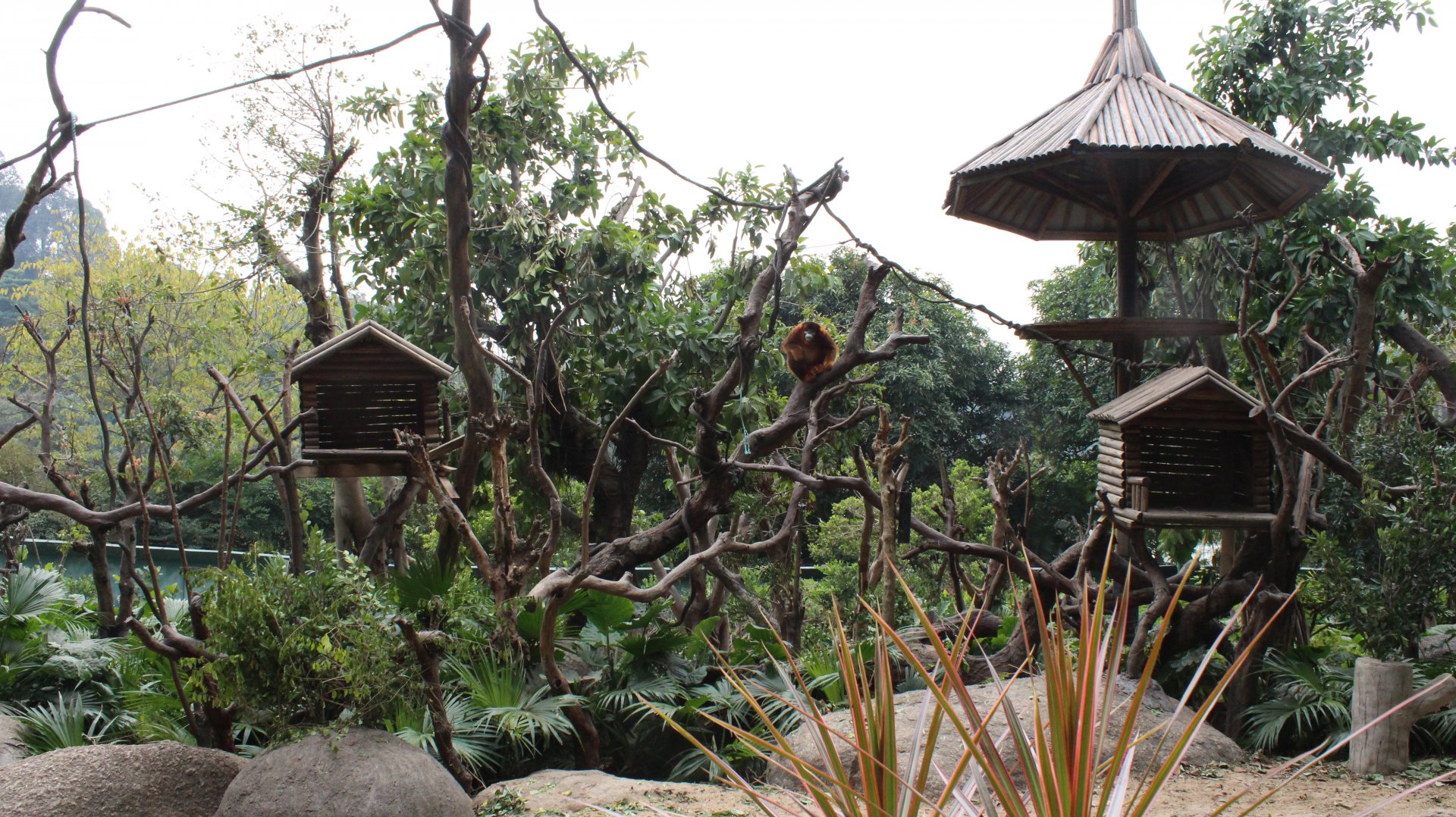 Golden snub-nosed monkey