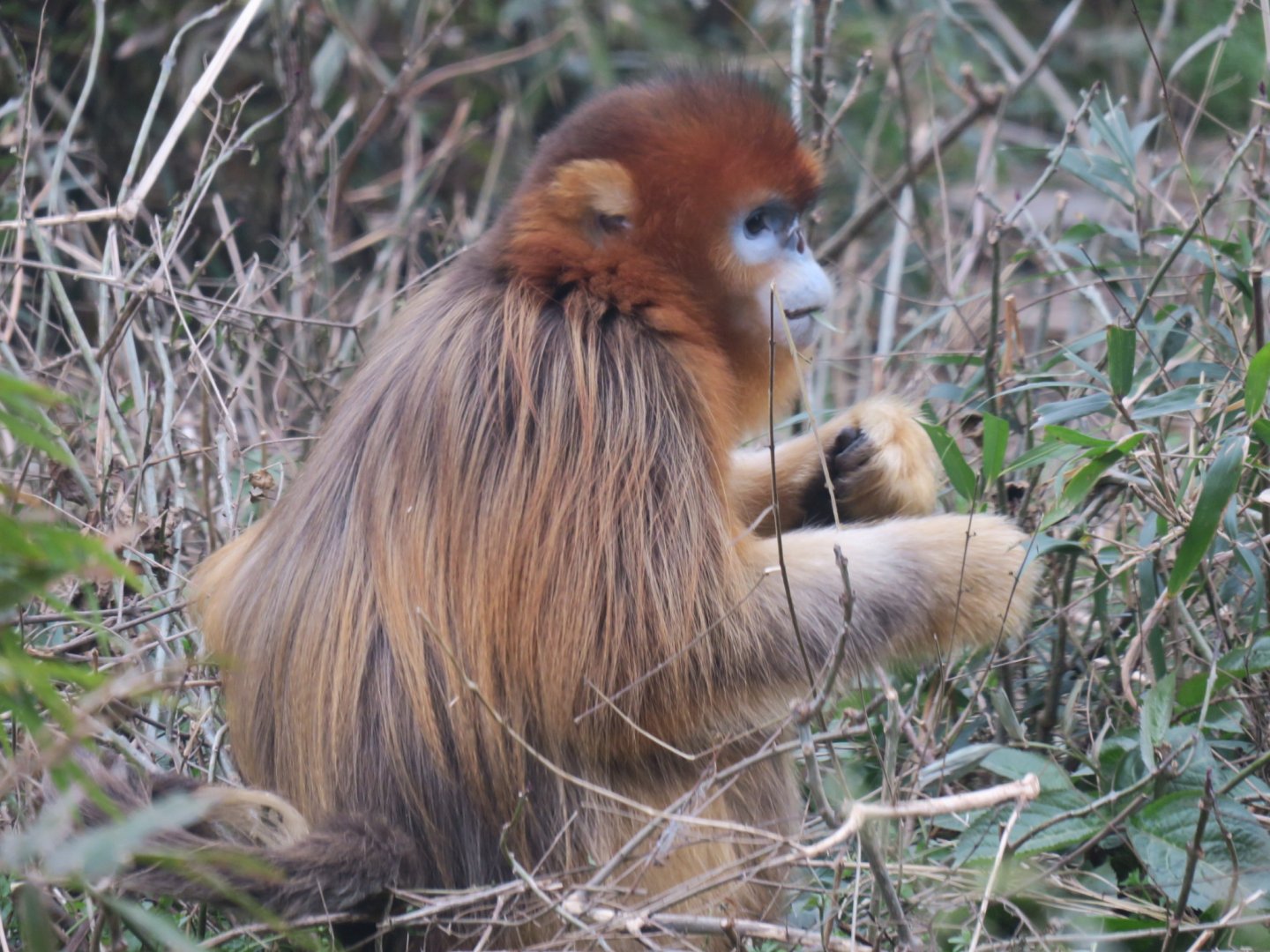 golden snub-nosed monkey