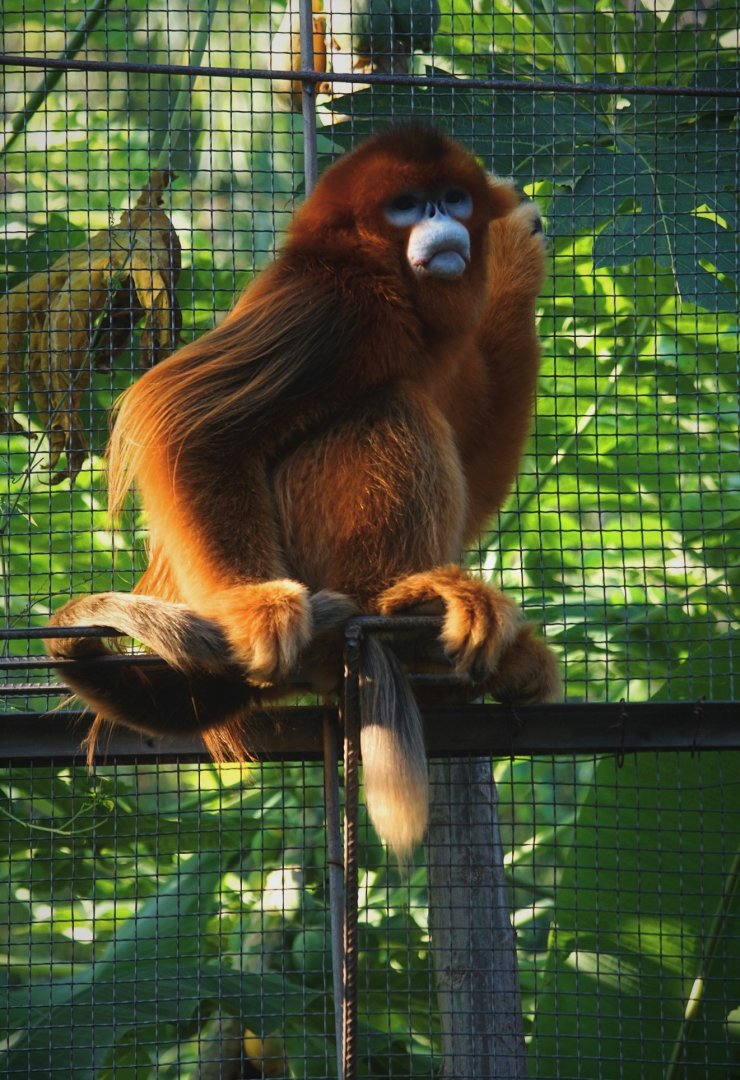 Golden snub-nosed monkey