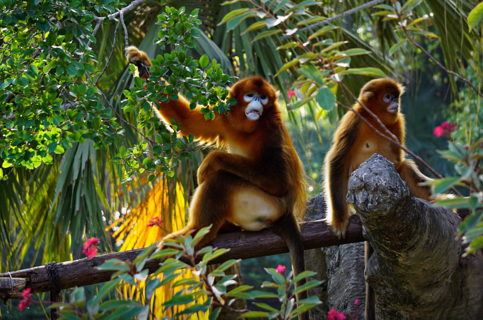 Golden snub-nosed monkey