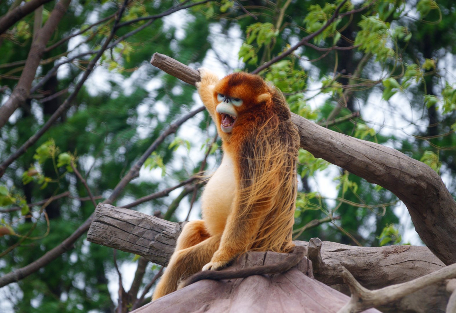 Golden snub-nosed monkey
