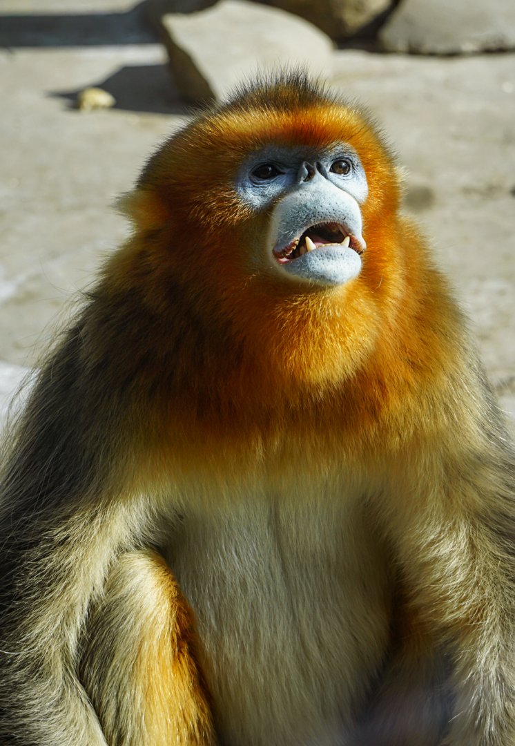 Golden snub-nosed monkey