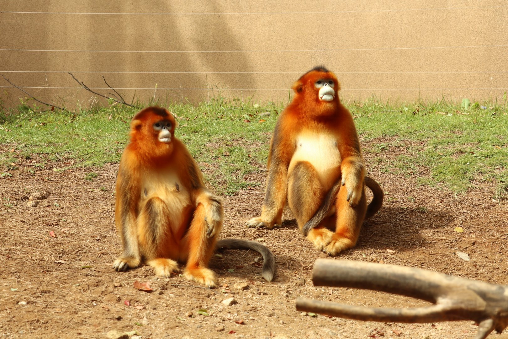 Golden Snub-nosed Monkey