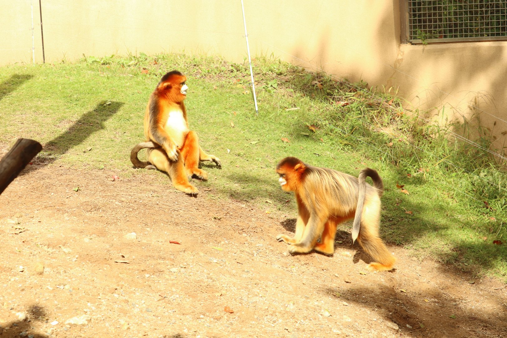 Golden Snub-nosed Monkey