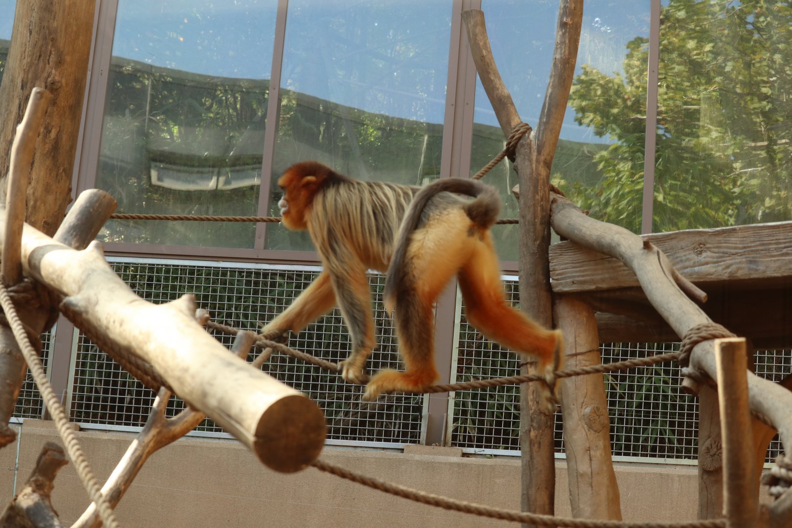 Golden Snub-nosed Monkey