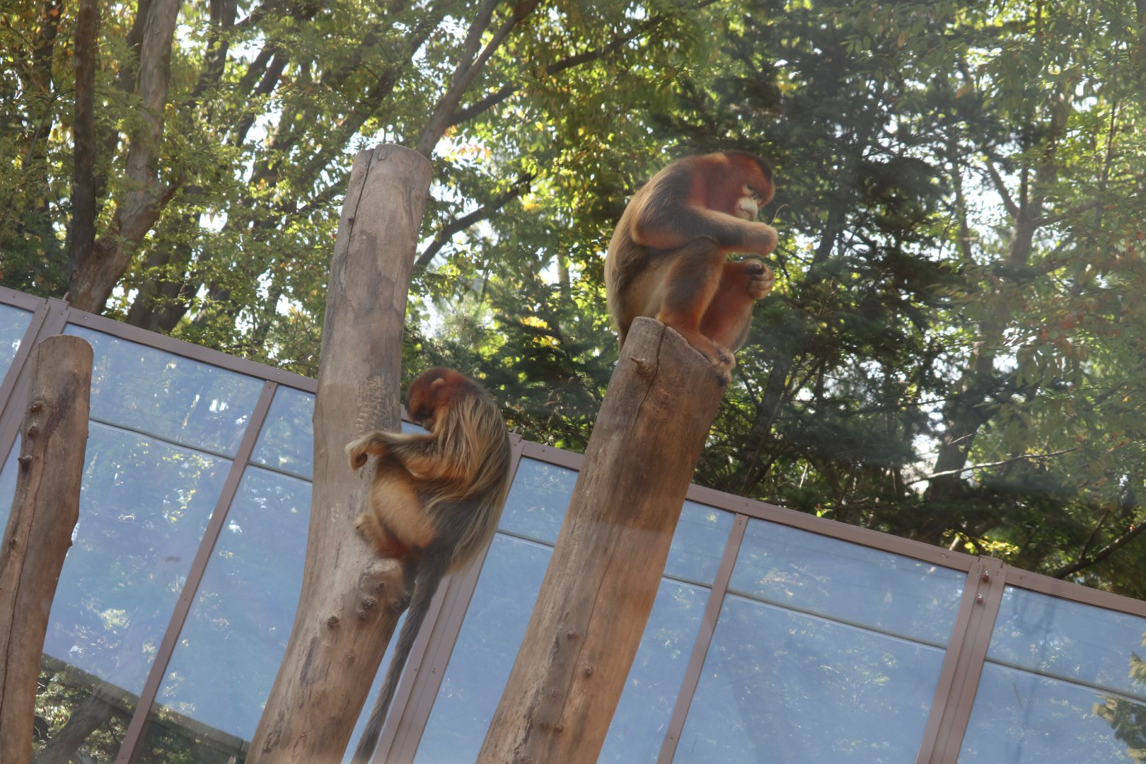 Golden Snub-nosed Monkey