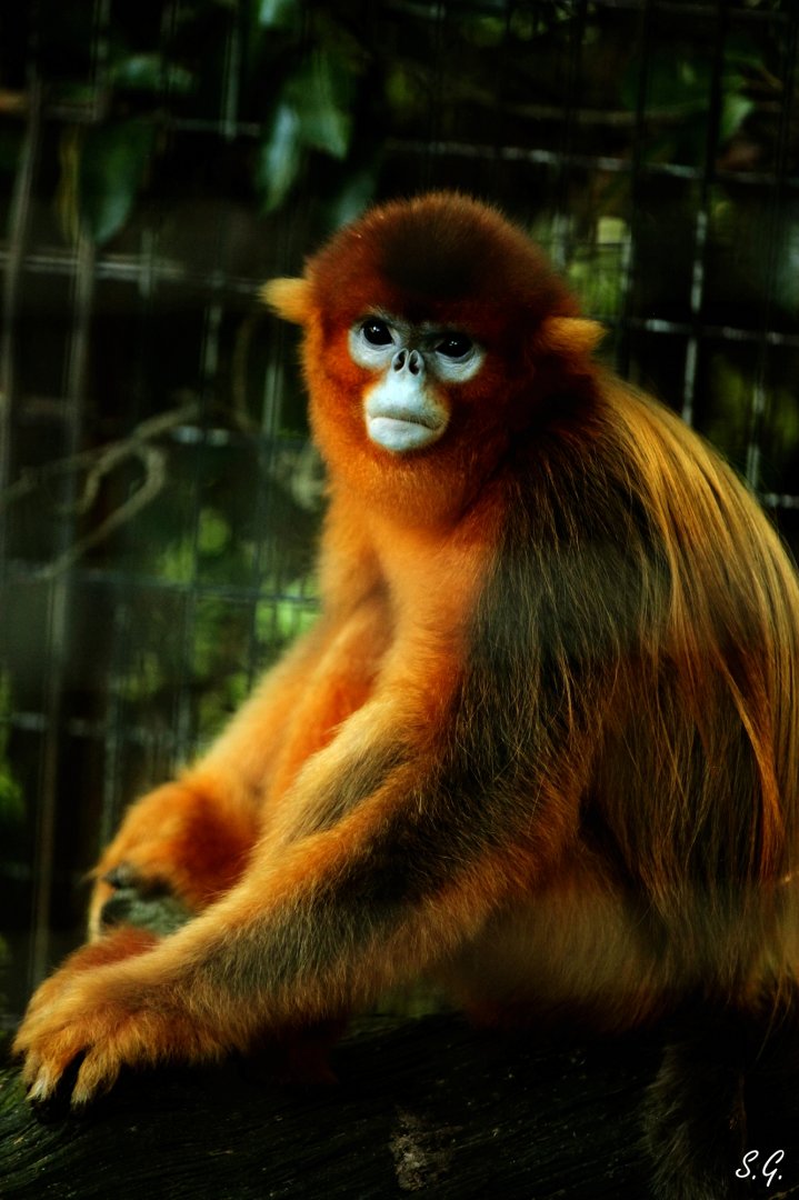 Golden snub-nosed monkey