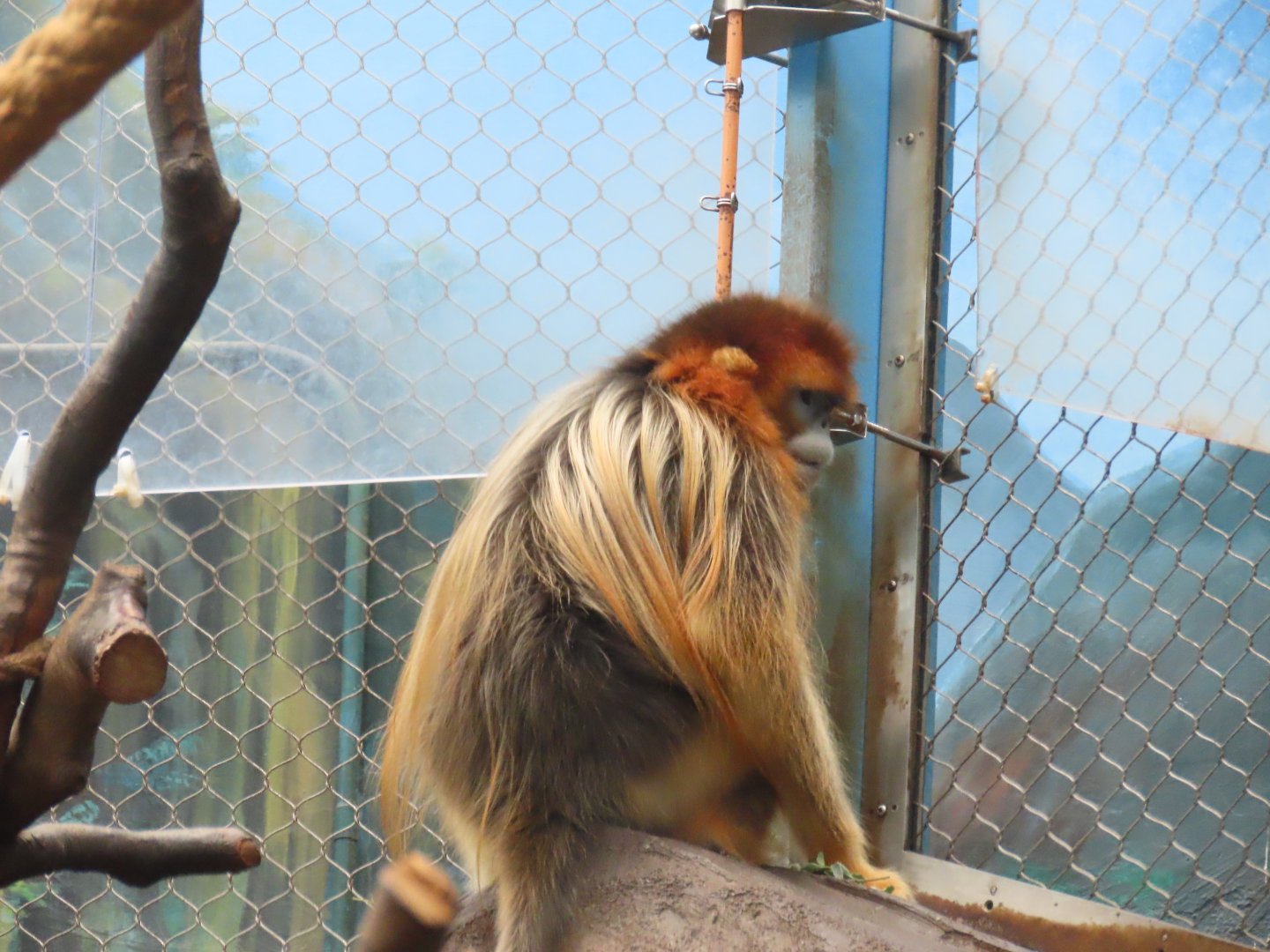 Golden snub-nosed monkey